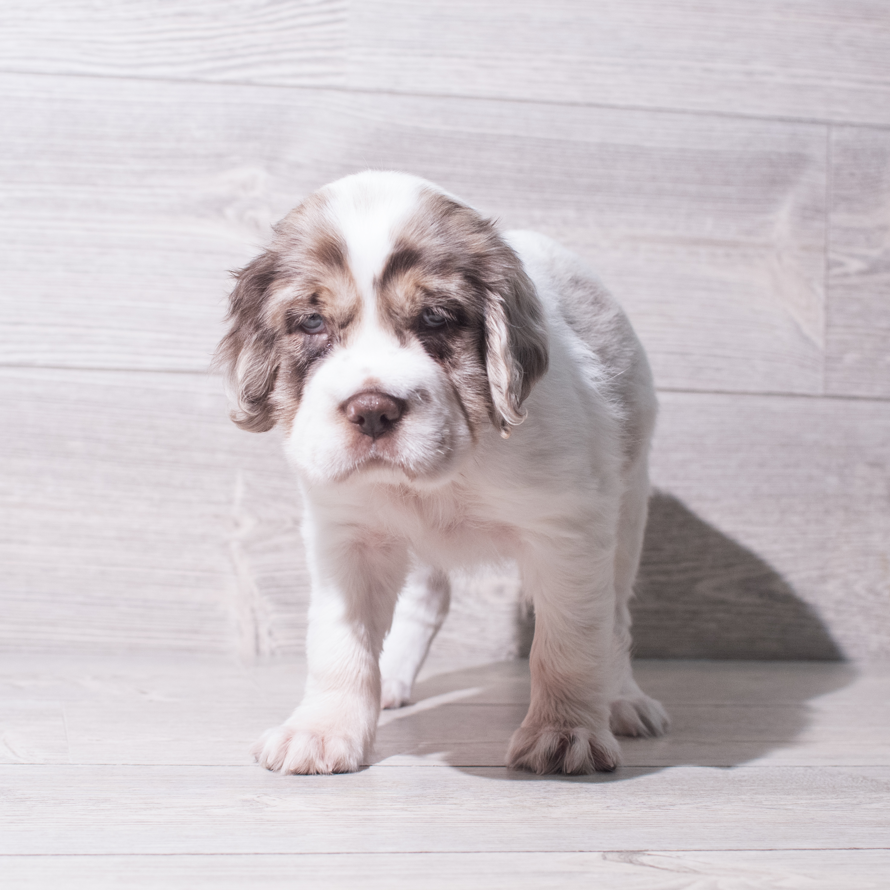 Hippo Mini (F) 5506 Image #1