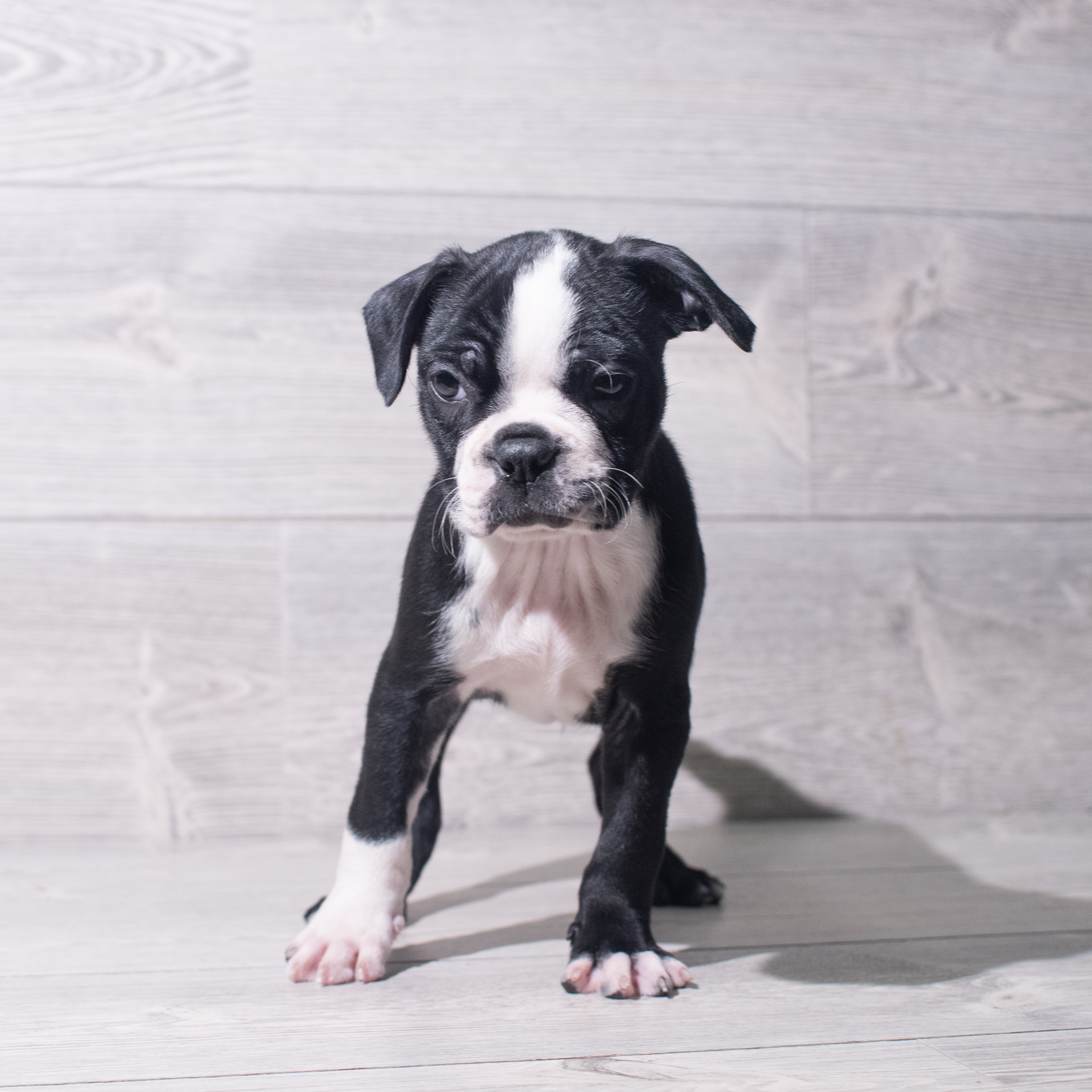 Boston Terrier (M) 5507 Image #1