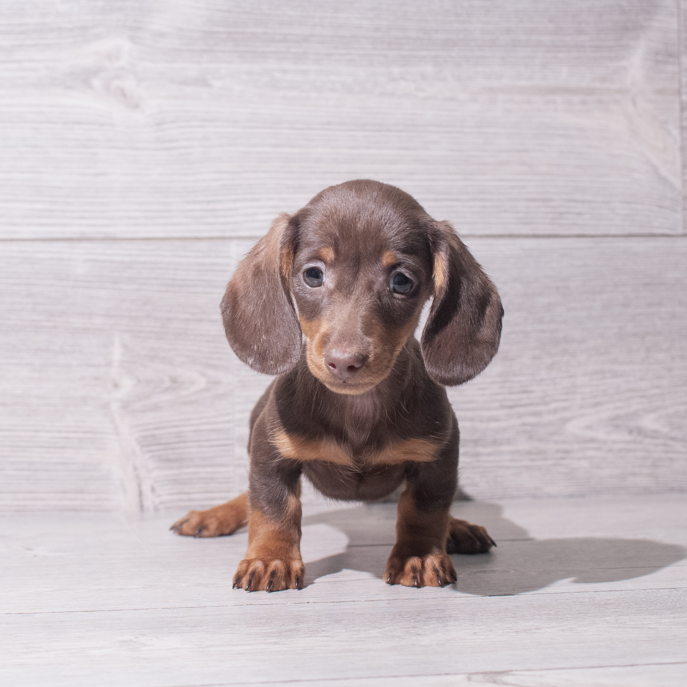 Dachshund (F) 5509 Image #1