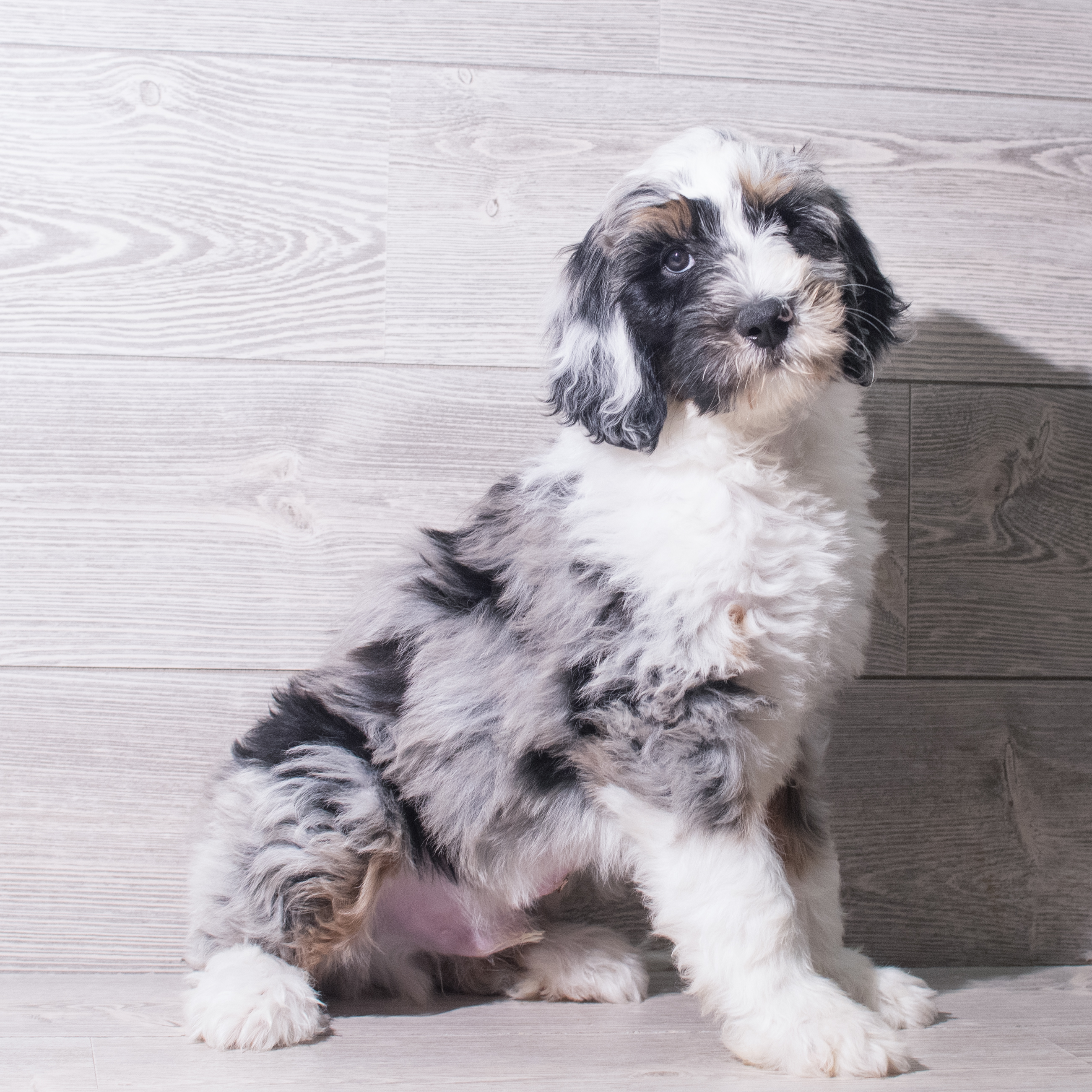 Bernedoodle (M) 5510 Image #1