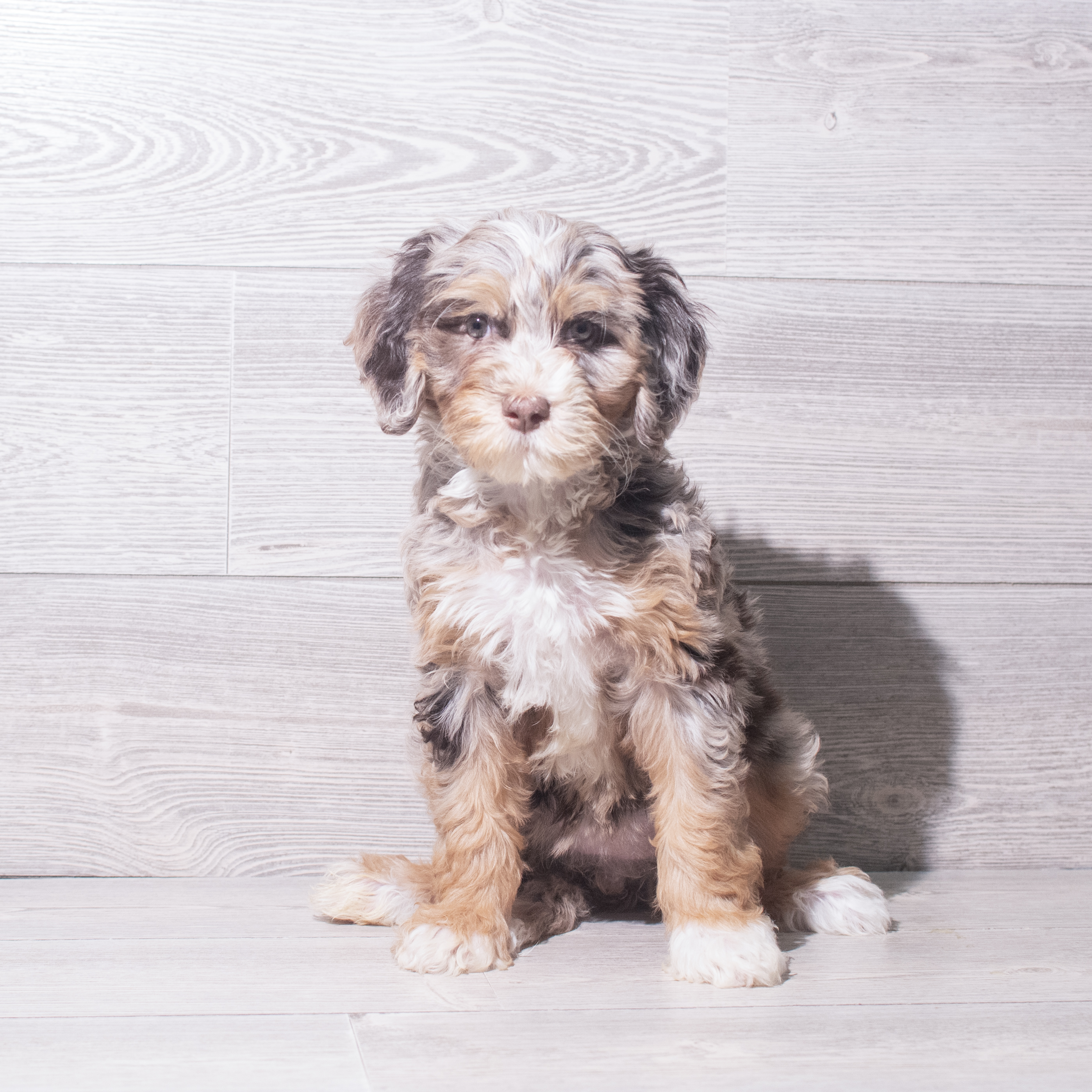 Bernedoodle Mini F1b (F) 5511 Image #1