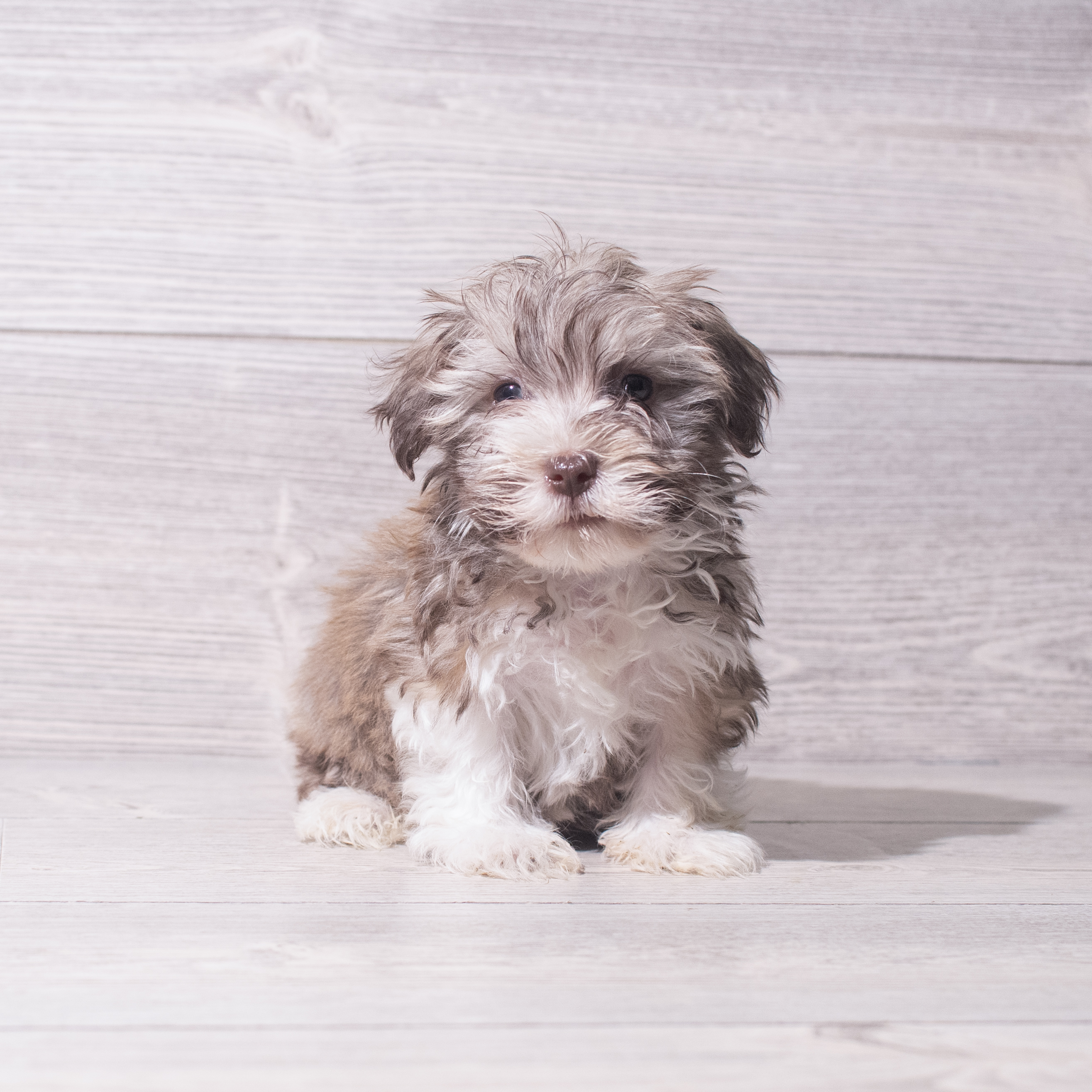 Havanese (M) 5515 Image #1