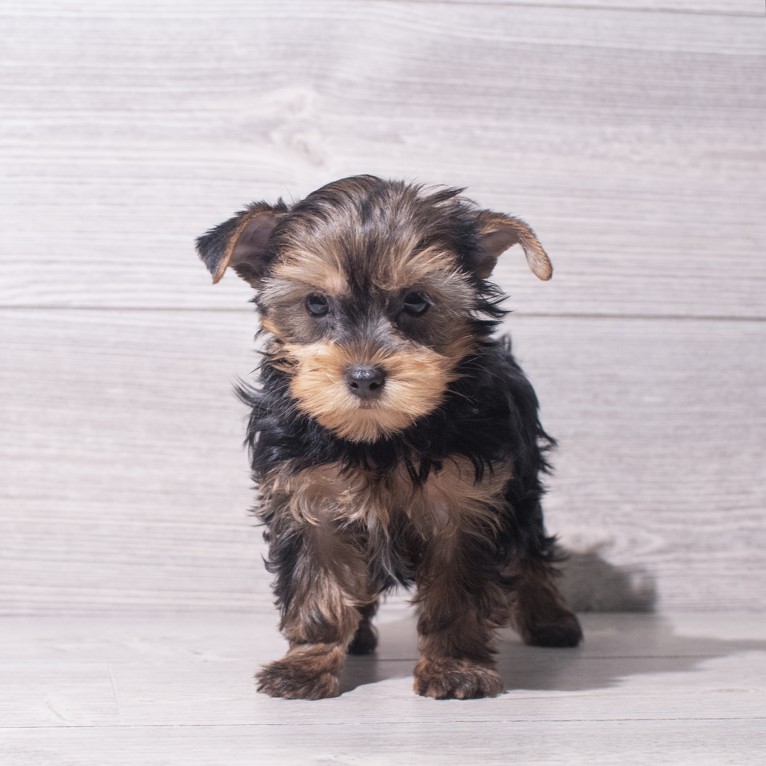 Yorkshire Terrier (M) 5516 Image #1