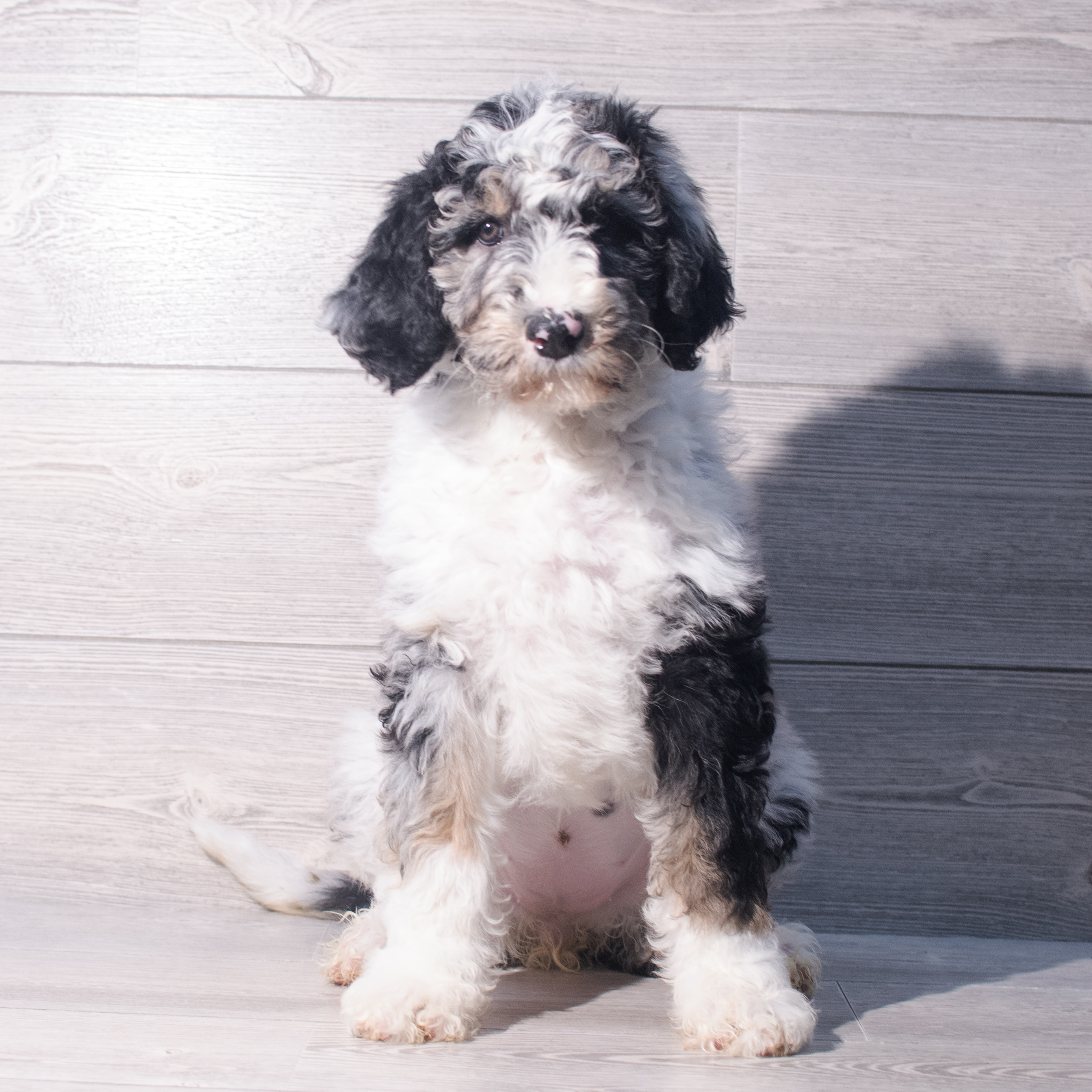 Bernedoodle (F) 2083 Image #1