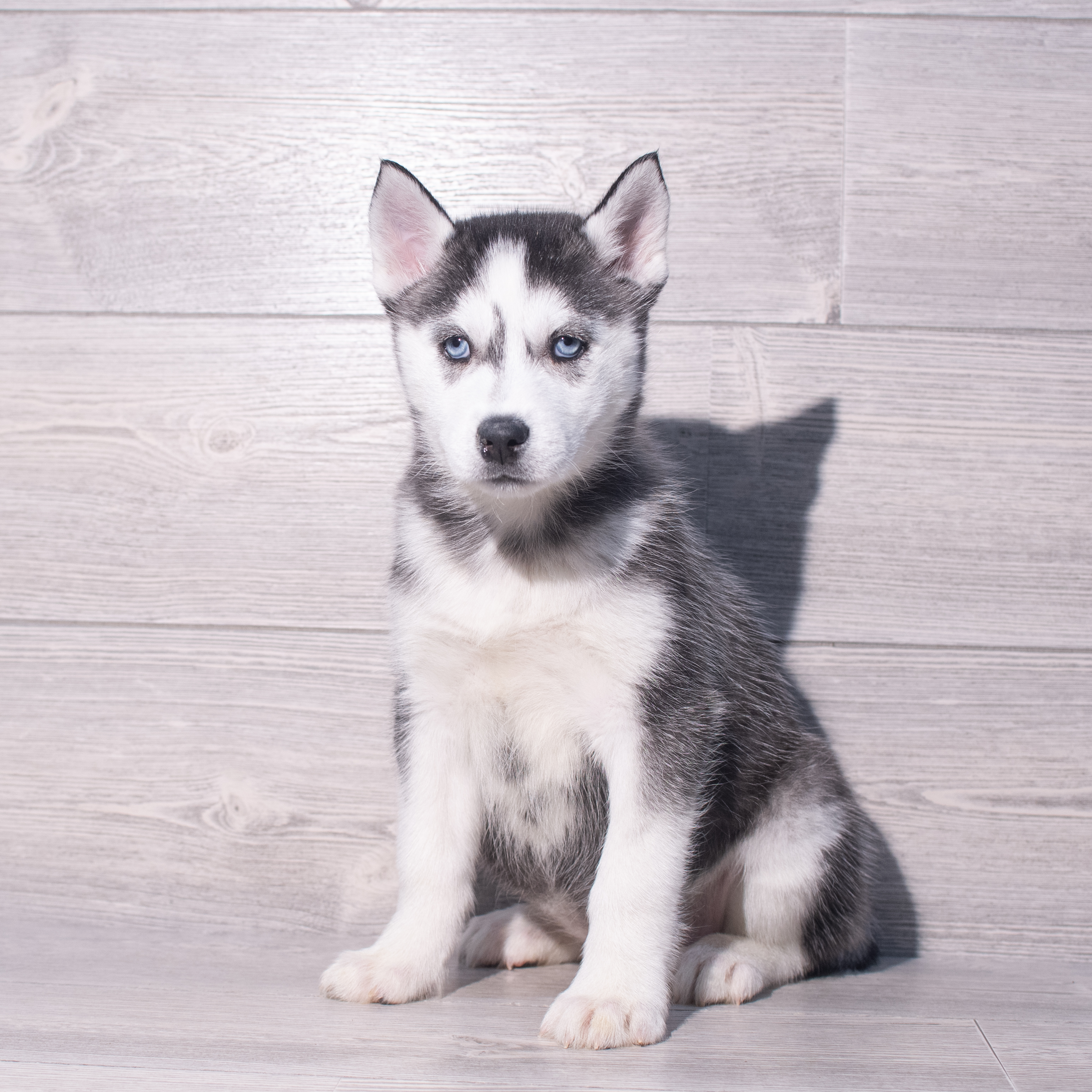 Siberian Husky (F) 2081 Image #1