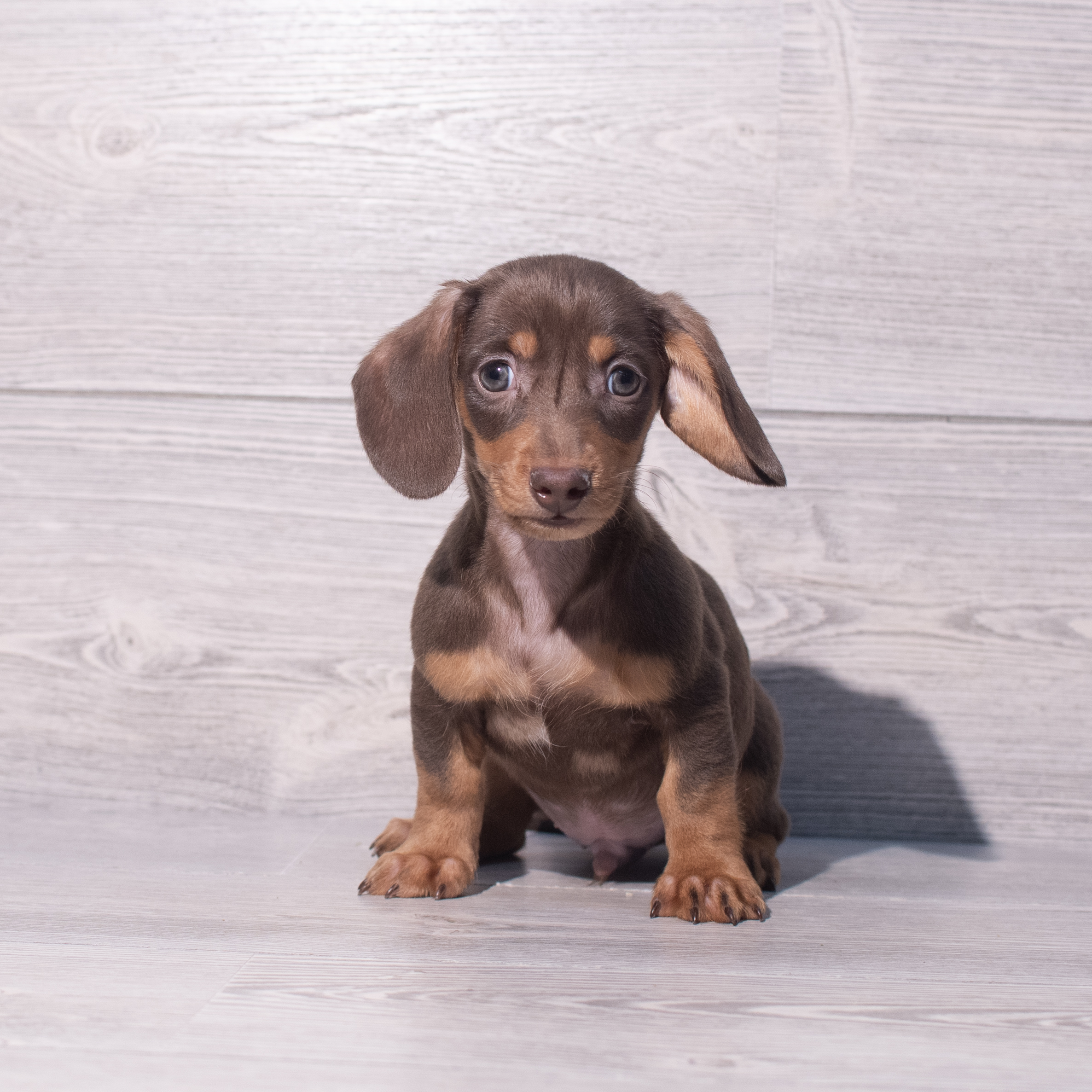 Dachshund (M) 2082 Image #1