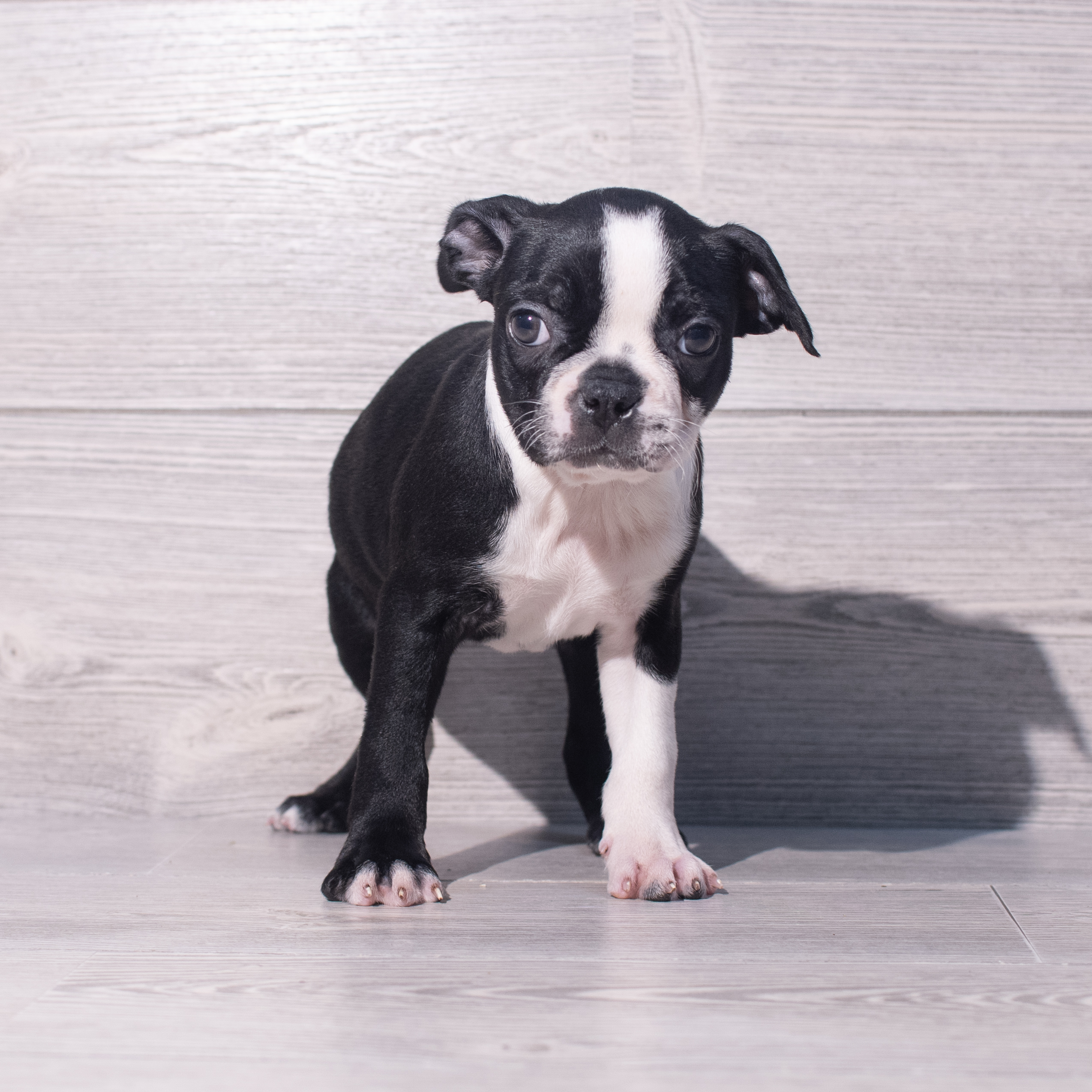Boston Terrier (F) 2079 Image #1