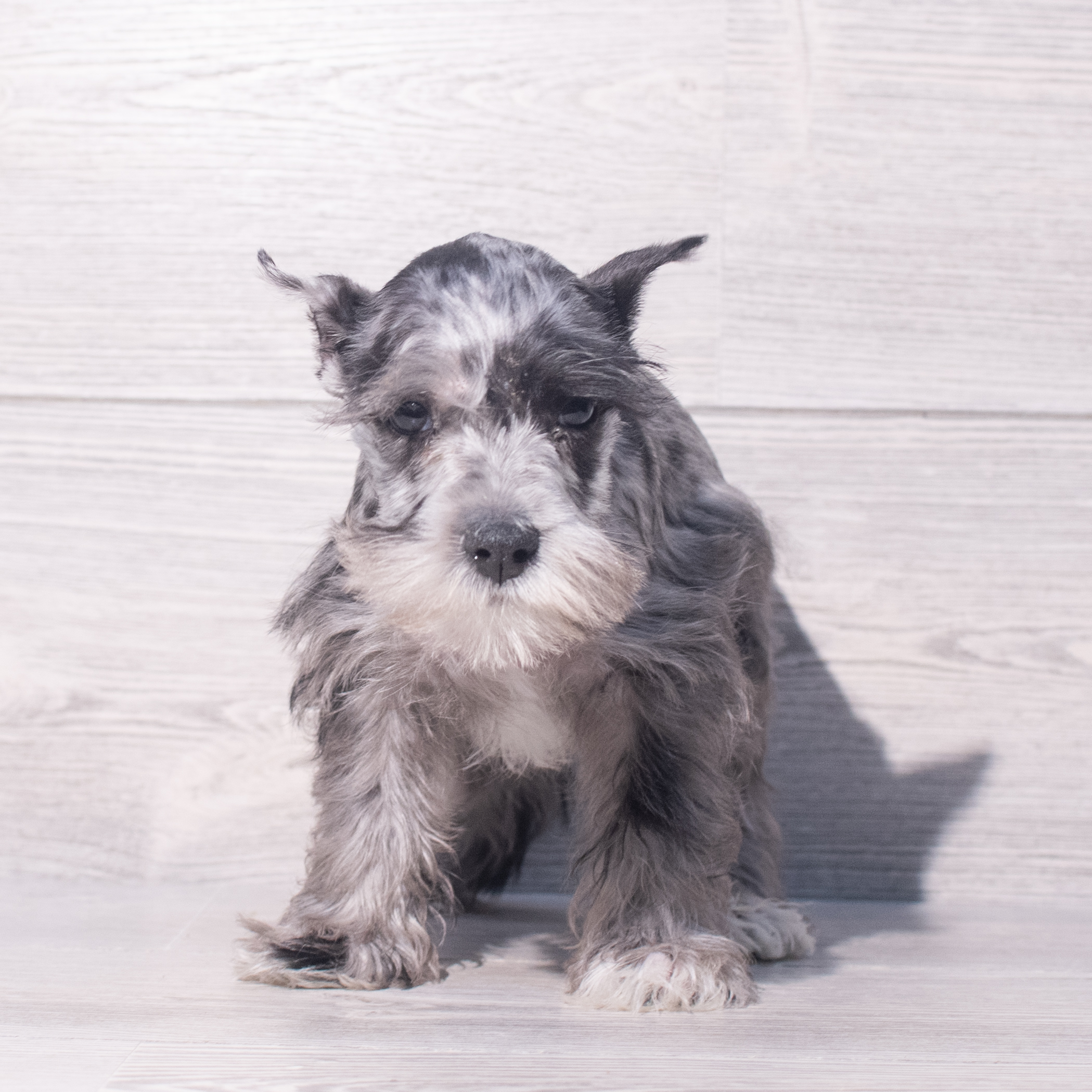 Miniature Schnauzer (M) 2080 Image #1