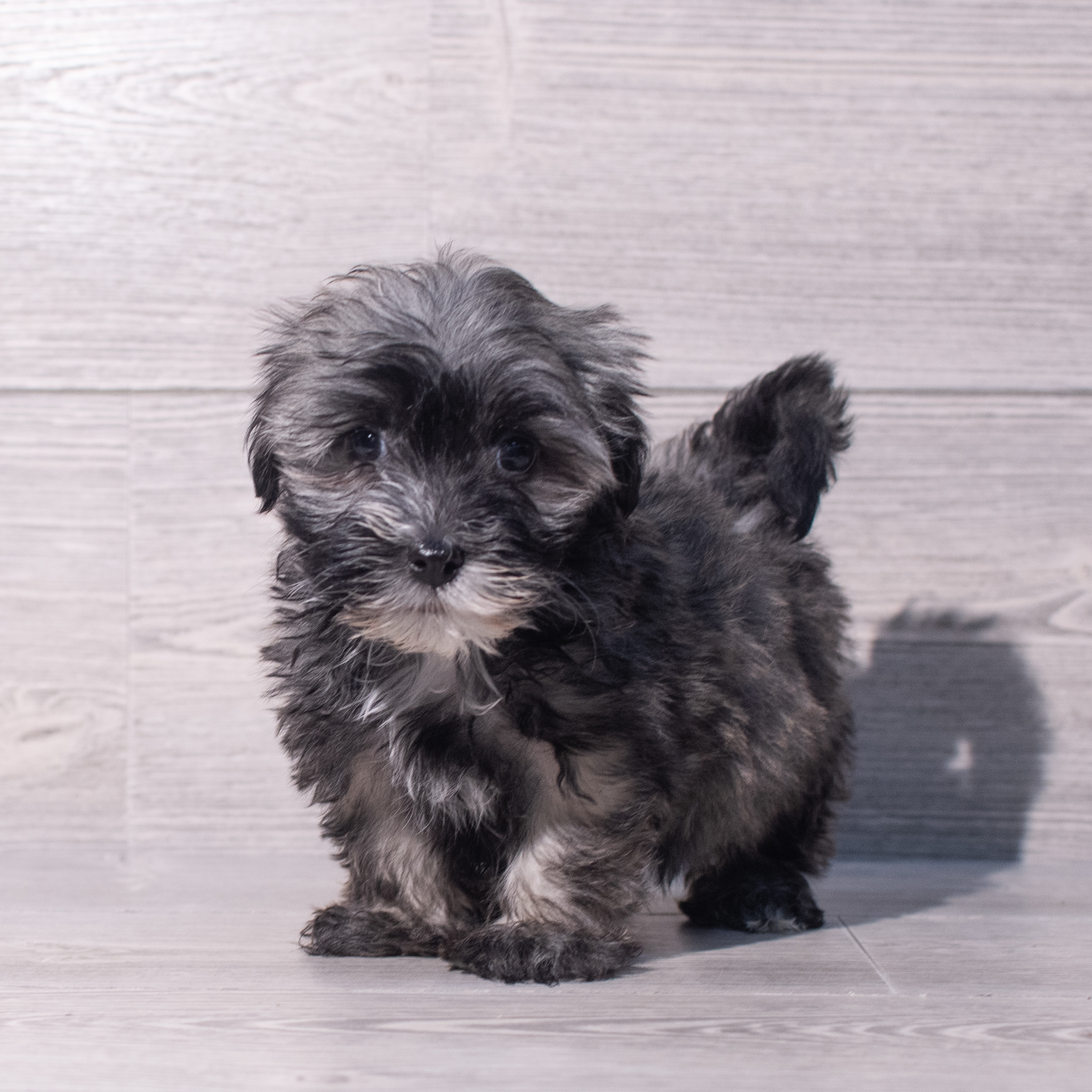 Havanese (M) 2088 Image #1