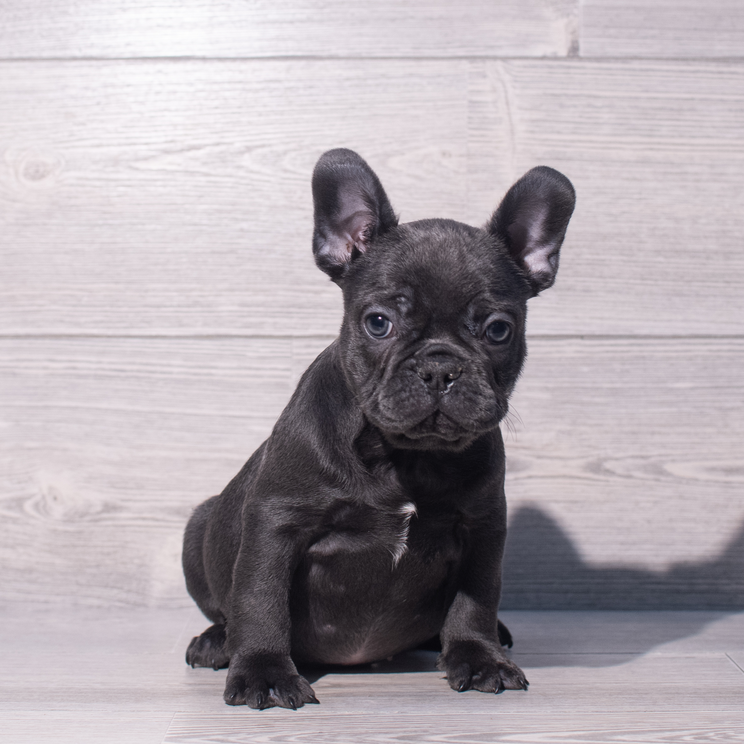 French Bulldog (M) 2087 Image #1