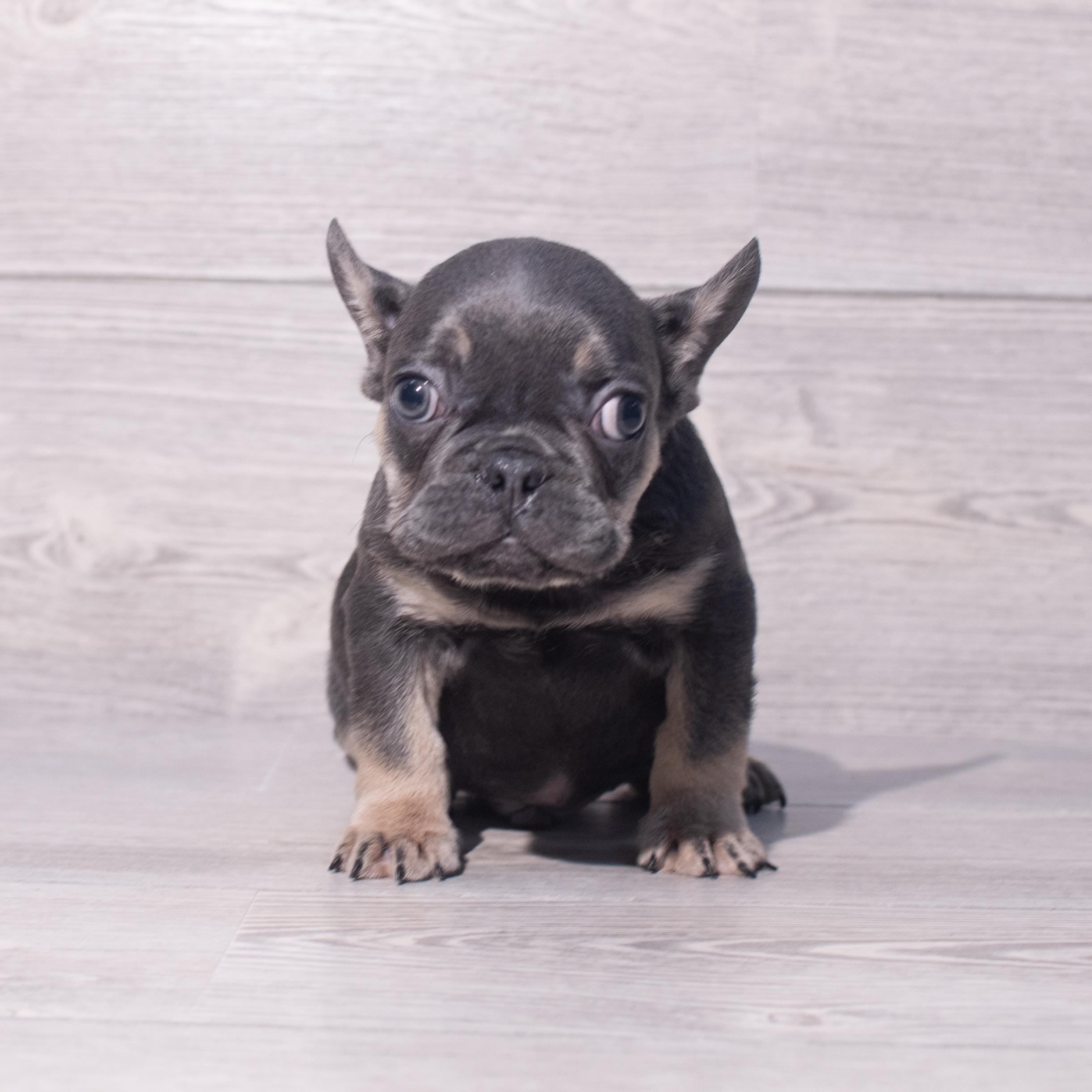French Bulldog (M) 2086 Image #1