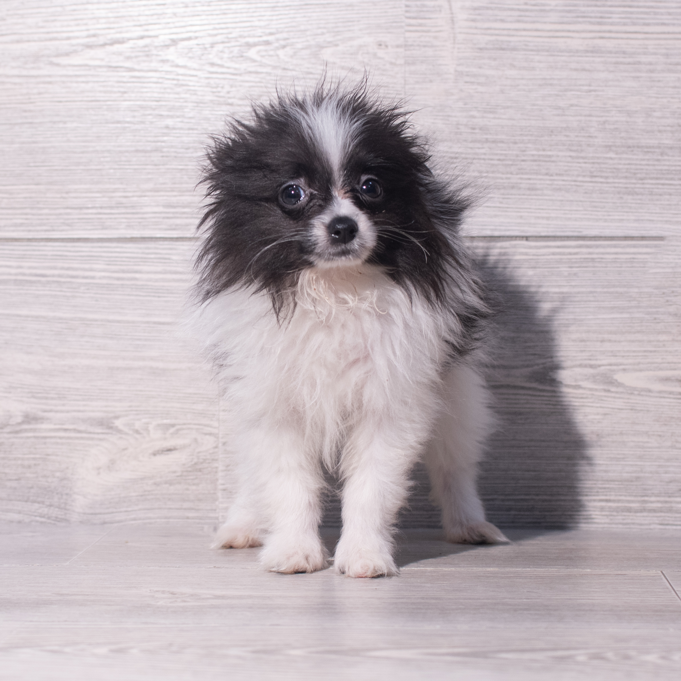 Pomeranian (M) 2085 Image #1