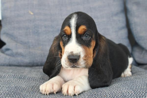 Basset Hound (F) 2090 Image #1