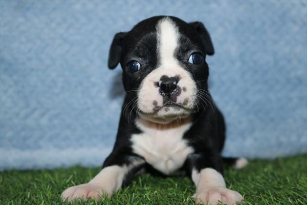 Boston Terrier (F) 5528 Image #2
