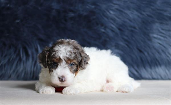 Poodle Mini (M) 5542 Image #2