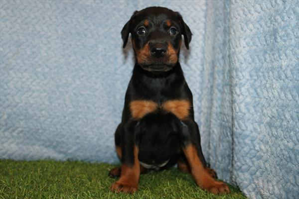 Doberman Pinscher (F) 5521 Image #1