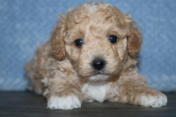 Poochon (F) 2094 Image #1