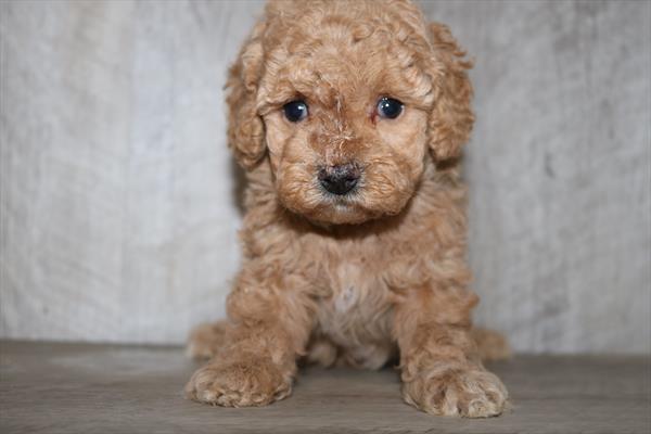 Poodle Mini (F) 2095 Image #1