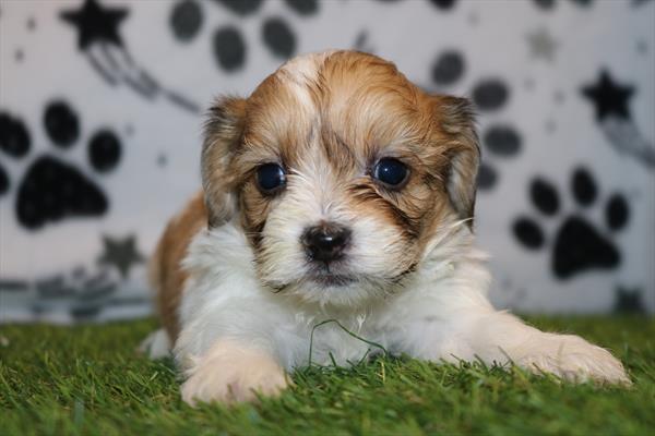 Teddy Bear (F) 2103 Image #1