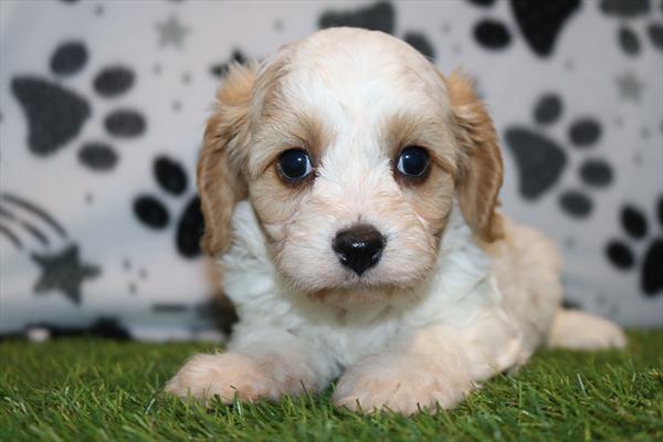 Cavachon (M) 5525 Image #1