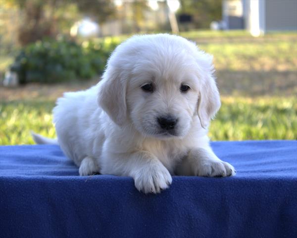 Golden Retriever (M) 2092 Image #1