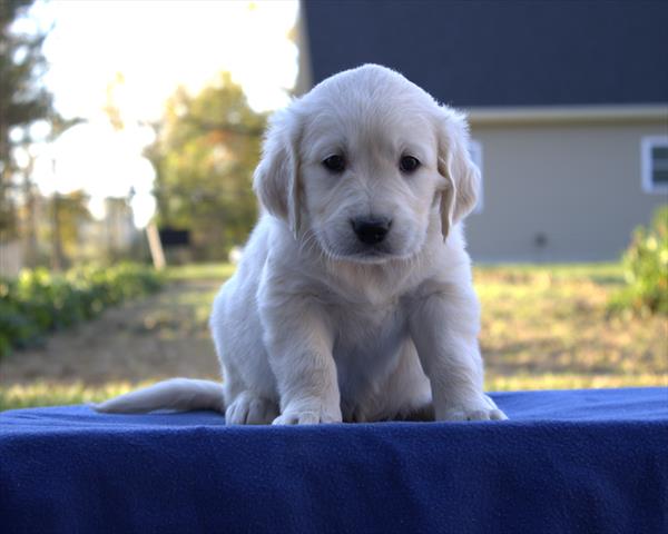 Golden Retriever (F) 5518 Image #1