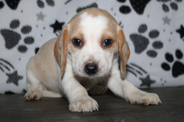 Beagle (F) 5529 Image #2