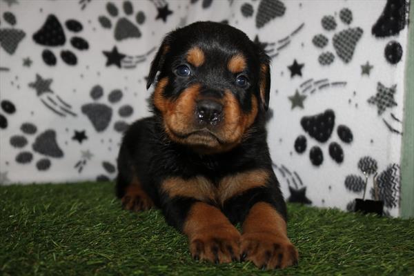 Rottweiler (M) 2101 Image #2