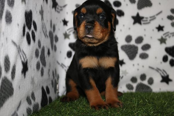 Rottweiler (F) 5533 Image #2