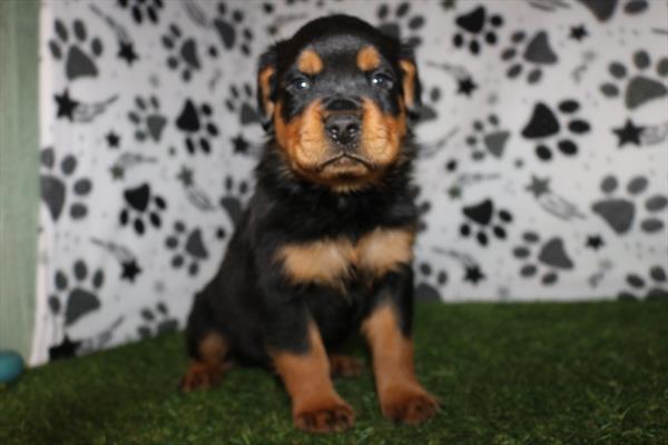 Rottweiler (M) 5532 Image #2