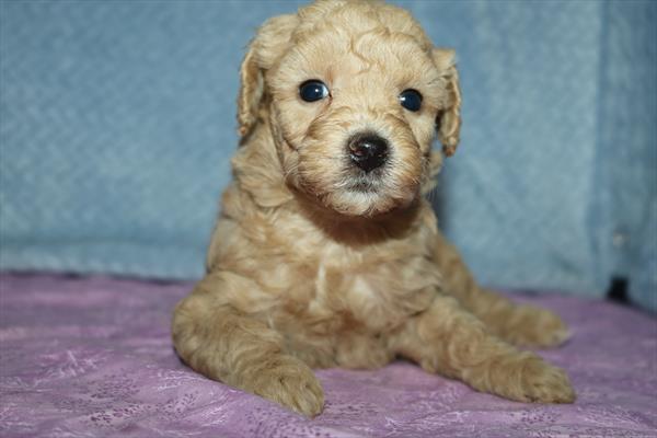 Poochon (F) 5522 Image #1