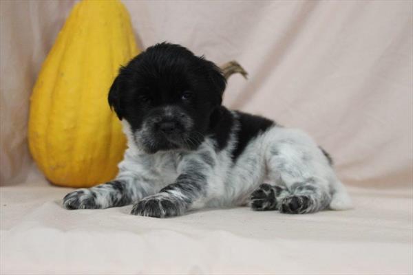 Hippo Mini (F) 5523 Image #1