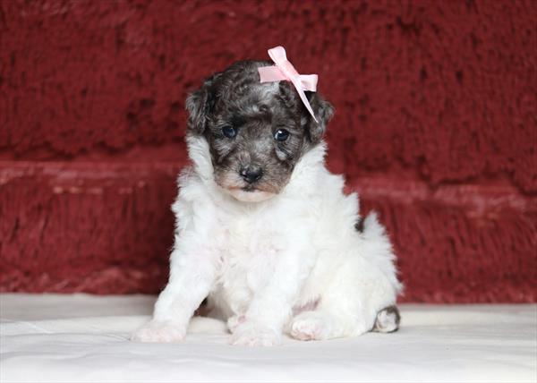 Poodle Mini (F) 2108 Image #2