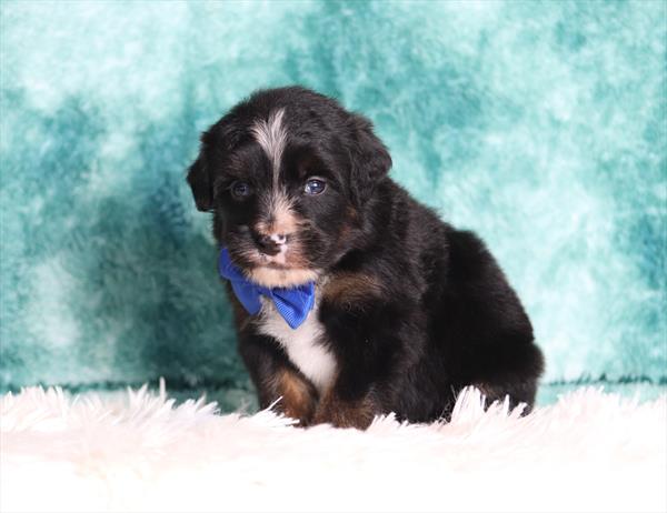 Bernedoodle Mini (M) 2105 Image #1