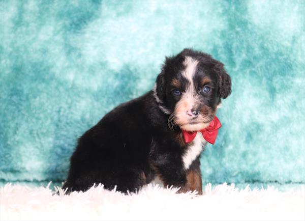 Bernedoodle Mini (M) 5538 Image #1