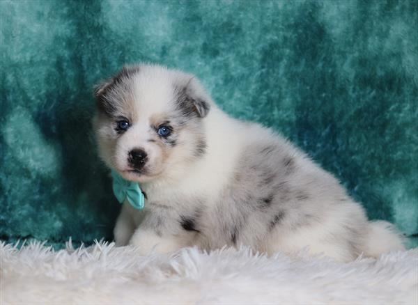 Pomsky (M) 5541 Image #1