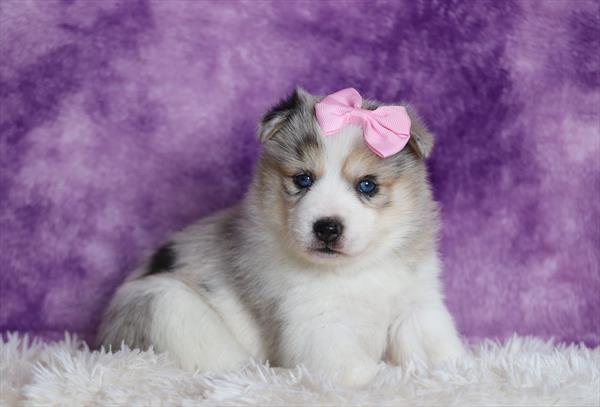 Pomsky (F) 2107 Image #1