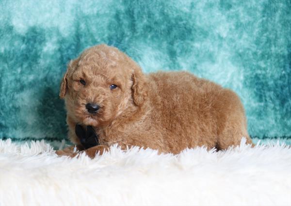 Goldendoodle Mini F1b (M) 5539 Image #1