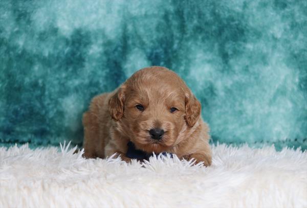 Goldendoodle Mini F1b (M) 2106 Image #1
