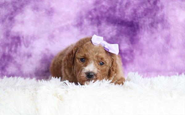 Goldendoodle Mini F1b (F) 5540 Image #1