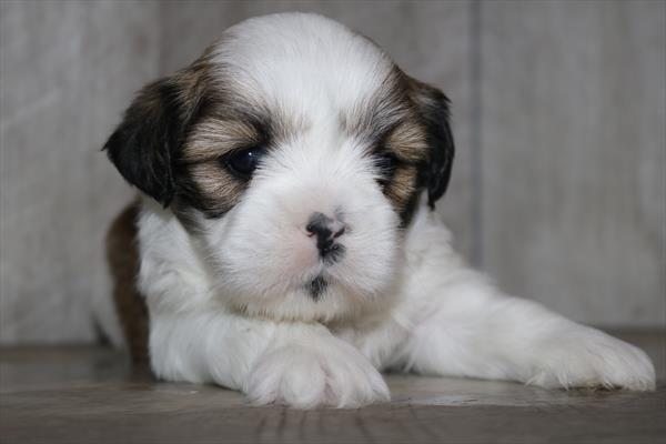 Lhasa Apso (M) 2102 Image #1