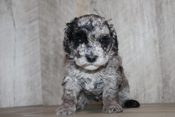 Poodle Mini (F) 5546 Image #2