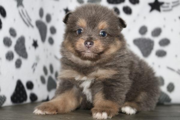 Pomeranian (M) 5547 Image #2