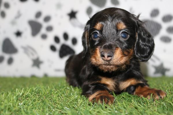 Dachshund (M) 2100 Image #1