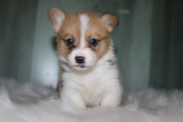 Pembroke Welsh Corgi (M) 2113 Image #1