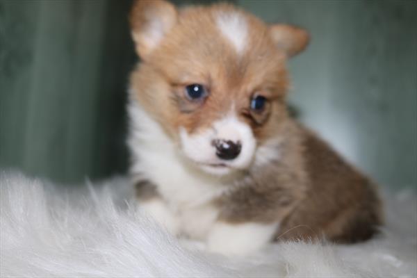 Pembroke Welsh Corgi (M) 5549 Image #1