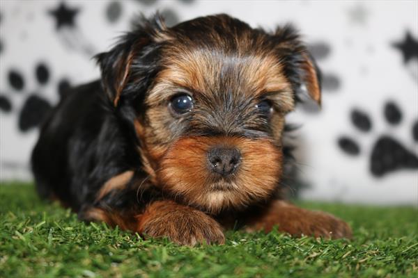 Yorkshire Terrier (M) 5545 Image #2