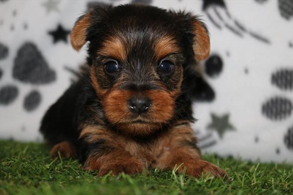 Yorkshire Terrier (M) 2111 Image #2