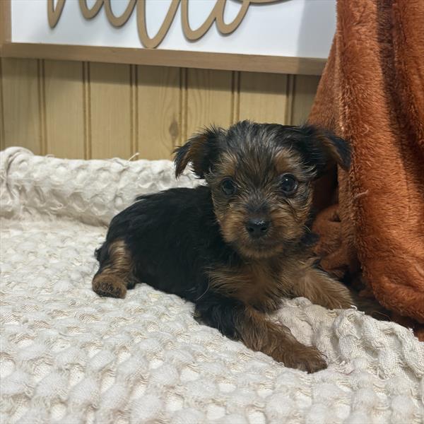 Morkie (F) 5519 Image #1