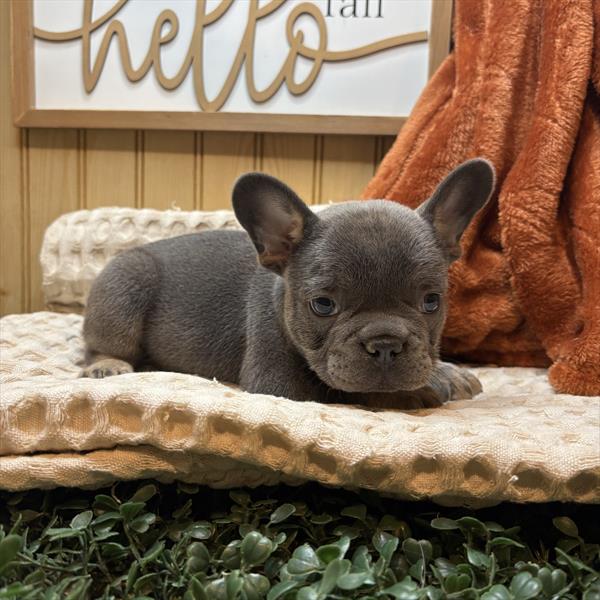 French Bulldog (M) 5517 Image #1